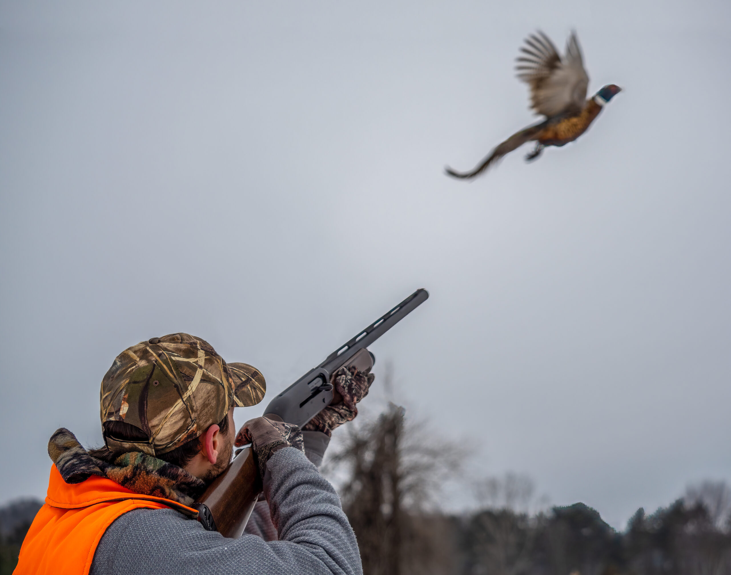 Young Male Takes Aim At A Ringneck Pheasant As It Takes Flight.