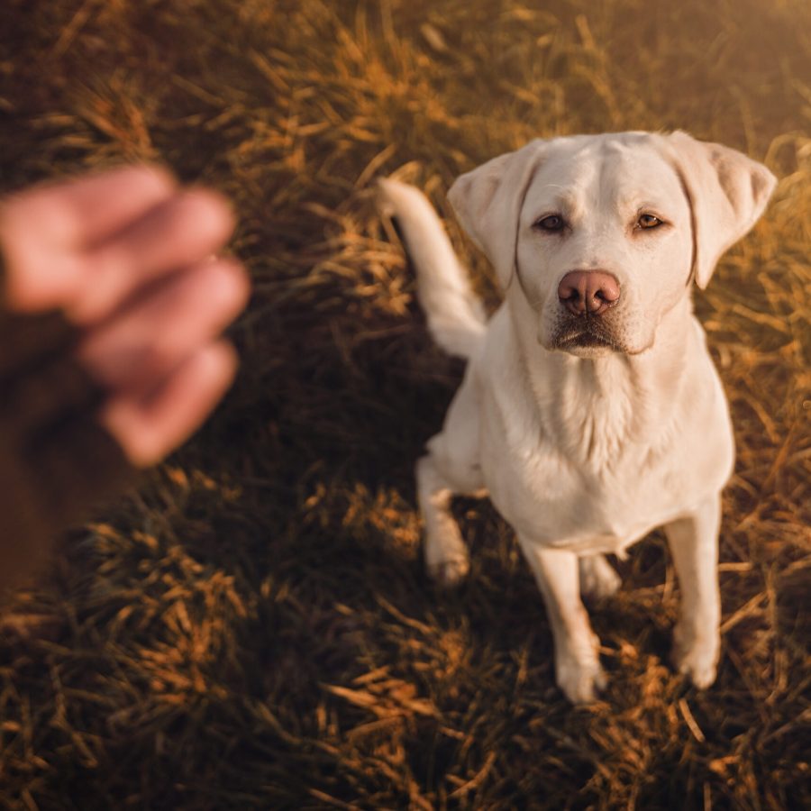 young labrador retriever dog puppy pet with big eyes eating delicious food given to him by person outdoors