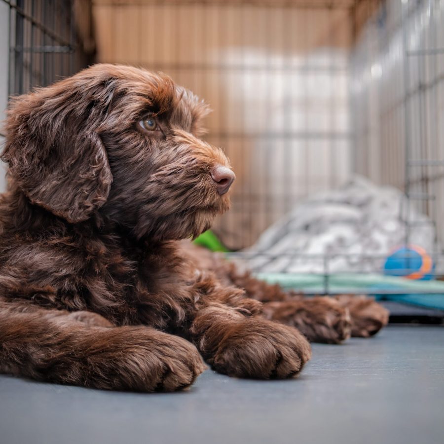 Relaxed puppy dog in front of crate or dog kennel. Side profile of cute Labradoodle puppy lying while looking sideways. Crate training puppy dog. 2 months old female Labradoodle. Selective focus.